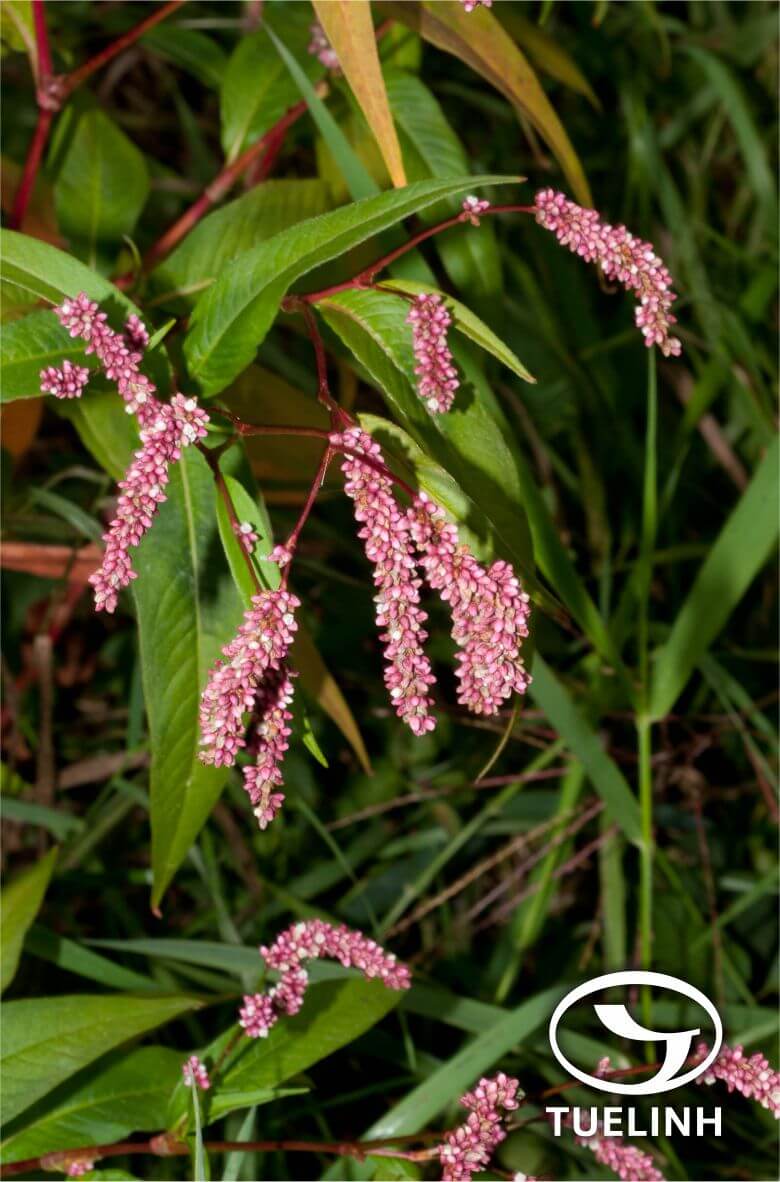 Polygonum persicaria L 1