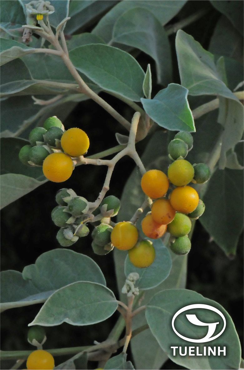 Solanum erianthum D. Don 1