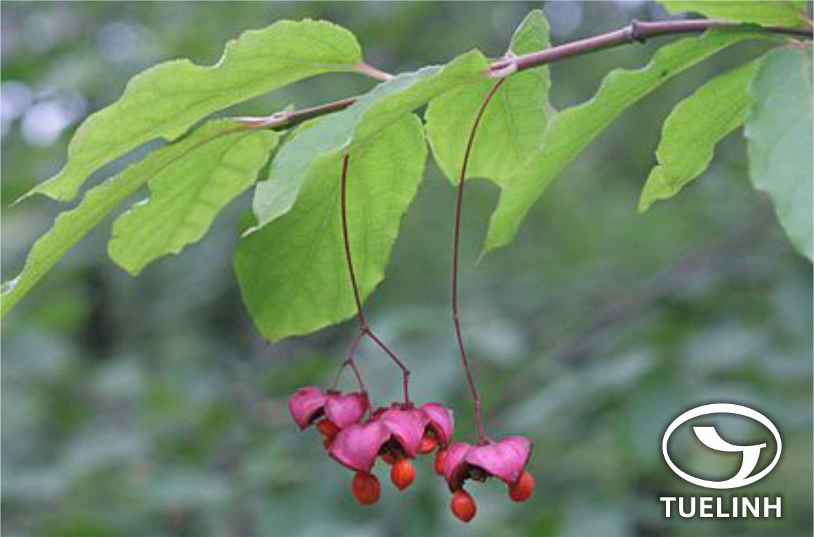Euonymus tonkinensis (Loes.) Loes 1