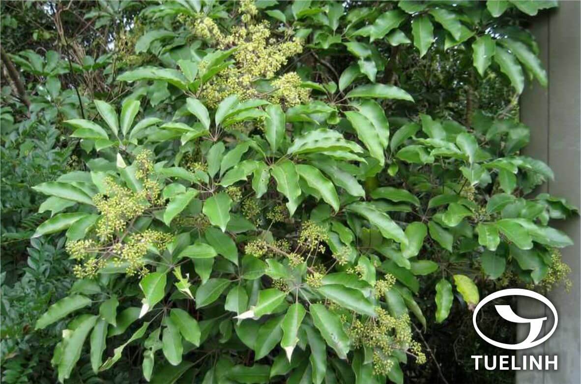 Schefflera heptaphylla (L.) Frodin 1