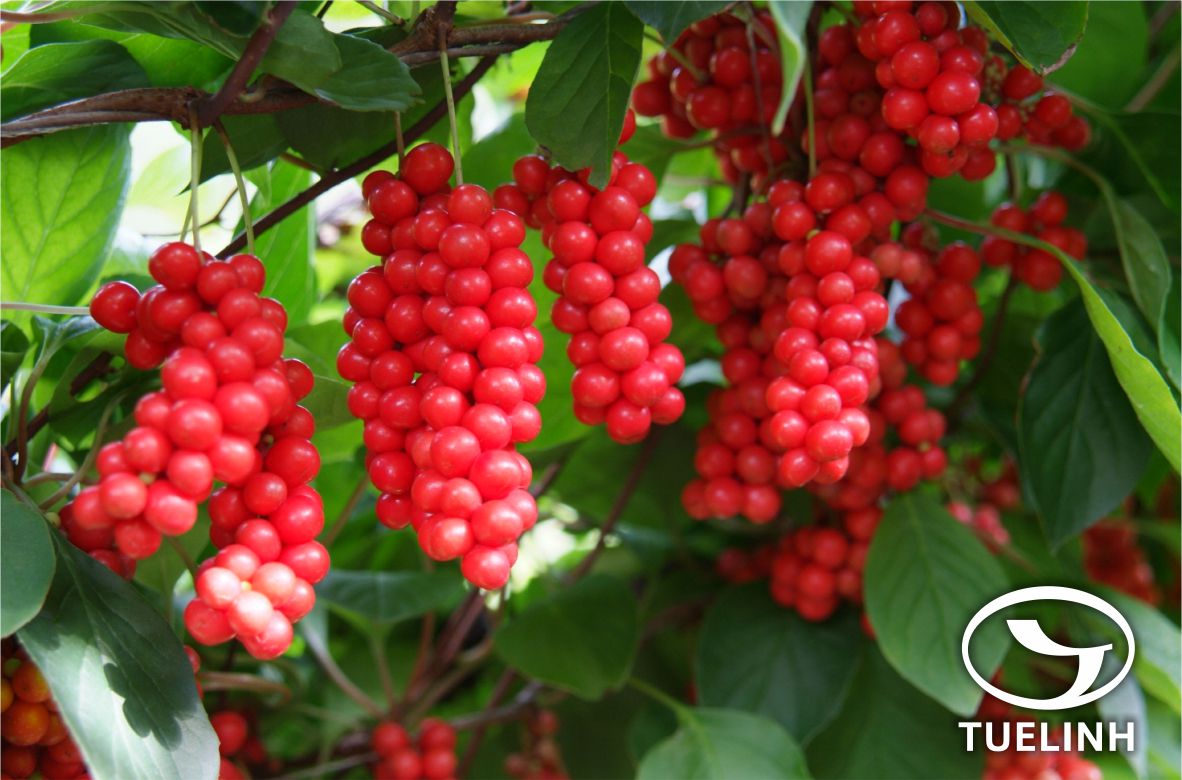 Schisandra chinensis (Turcz.) Baill 1