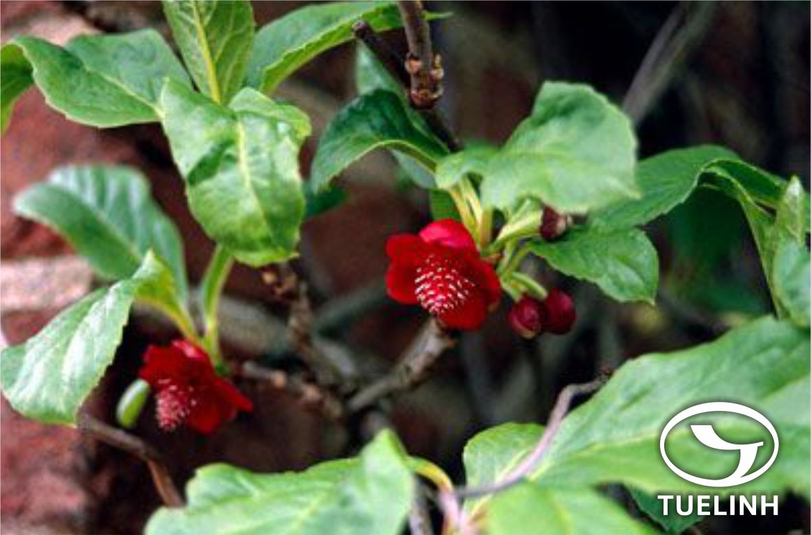 Schizandra rubiflora (Franch.) Rehd. & Wils 1 Schizandra rubiflora (Franch.) Rehd. & Wils 1