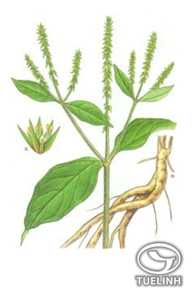 Achyranthes bidentata Blume 1