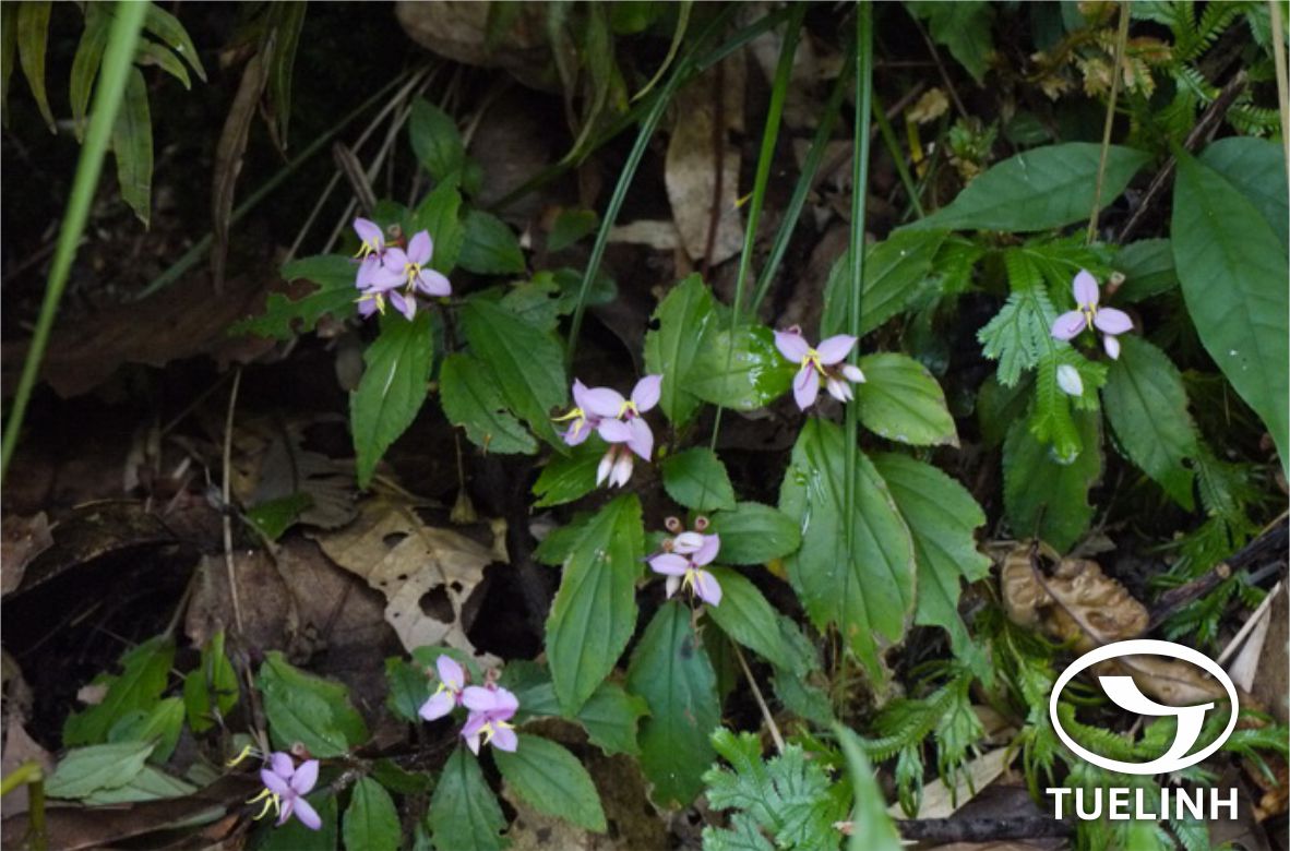 Sonerila cantonensis Stapf 1 Sonerila cantonensis Stapf 1