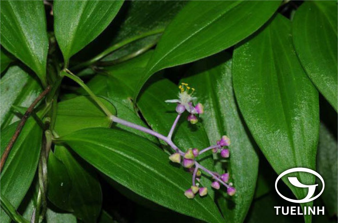 Spatholirion longifolium (Gagnep.) Dunn 1