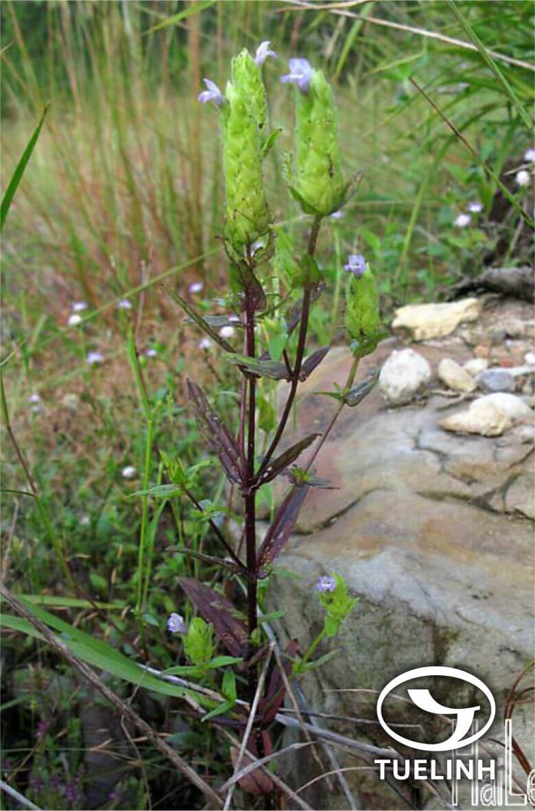 Adenosma bracteosum Bonati 1