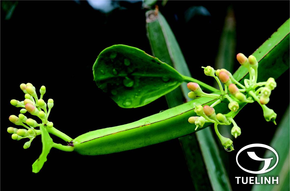 Cissus quadrangularis L. 1 Cissus quadrangularis L. 1