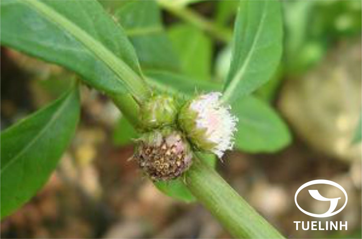 Struchium sparganophorum (L.) Kuntze 1