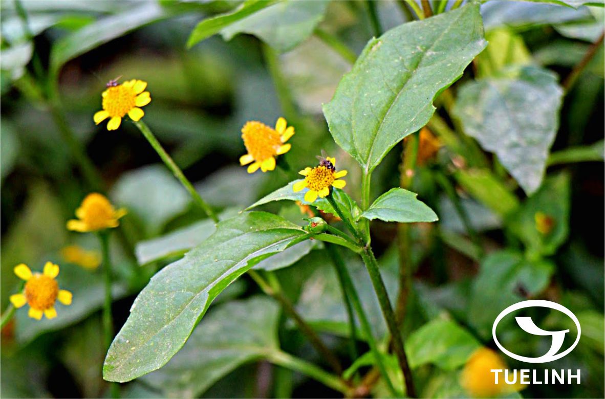 Spilanthes paniculata Wall. ex DC. 1