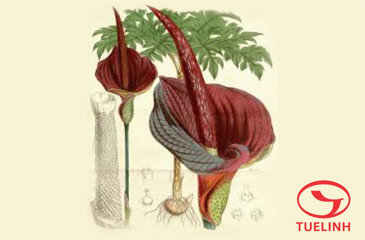 Amorphophallus konjac K. Koch. 1 Amorphophallus konjac K. Koch. 1