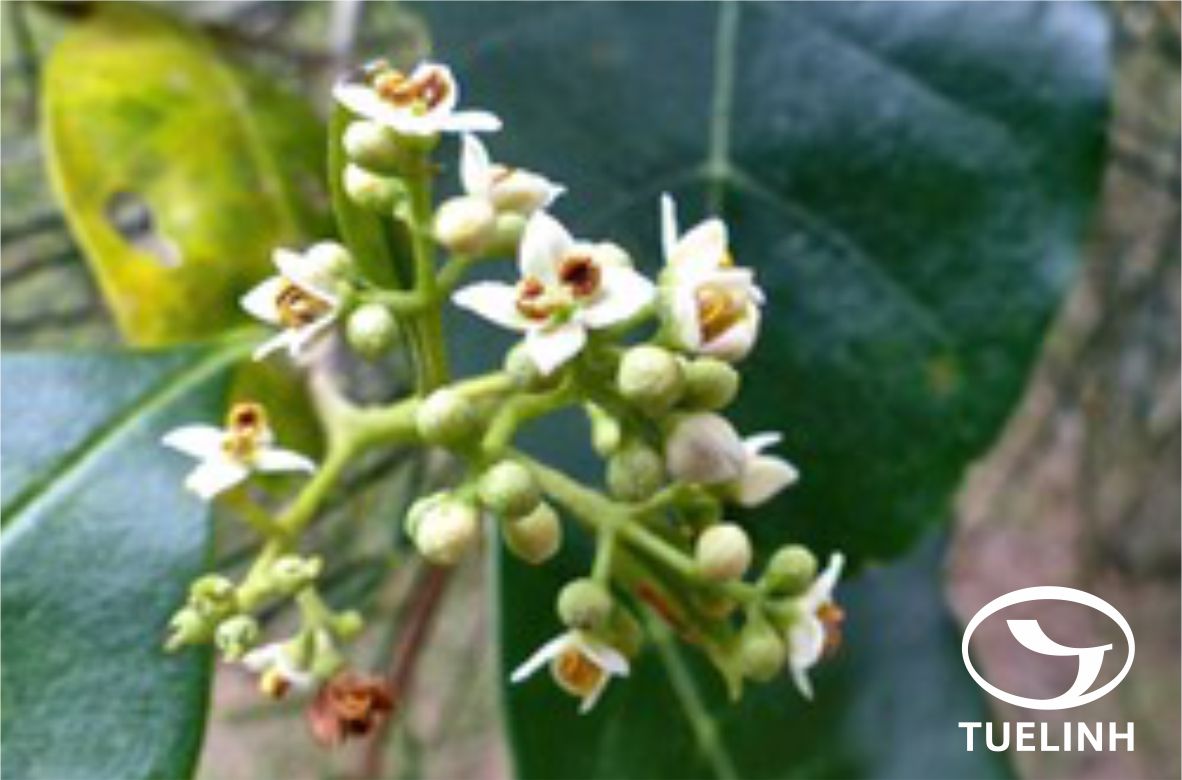 Olea dentata Wall. ex A. DC. 1