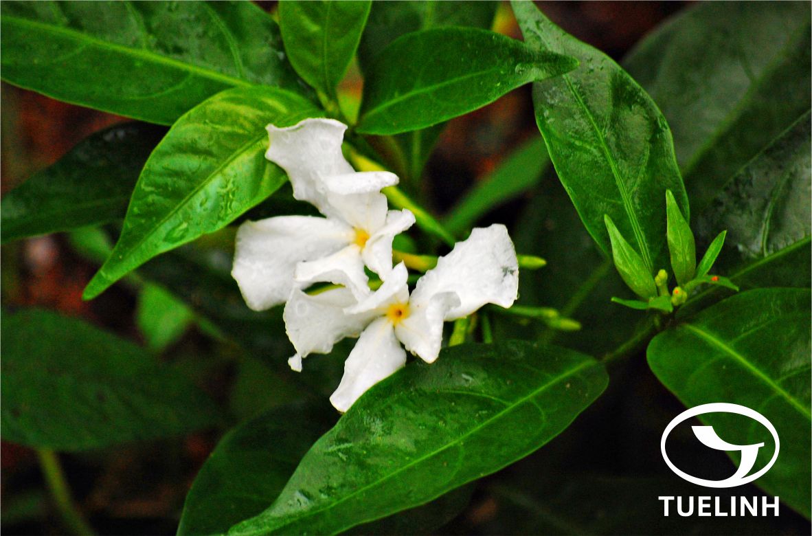 Tabernaemontana bufalina Lour. 1 Tabernaemontana bufalina Lour. 1