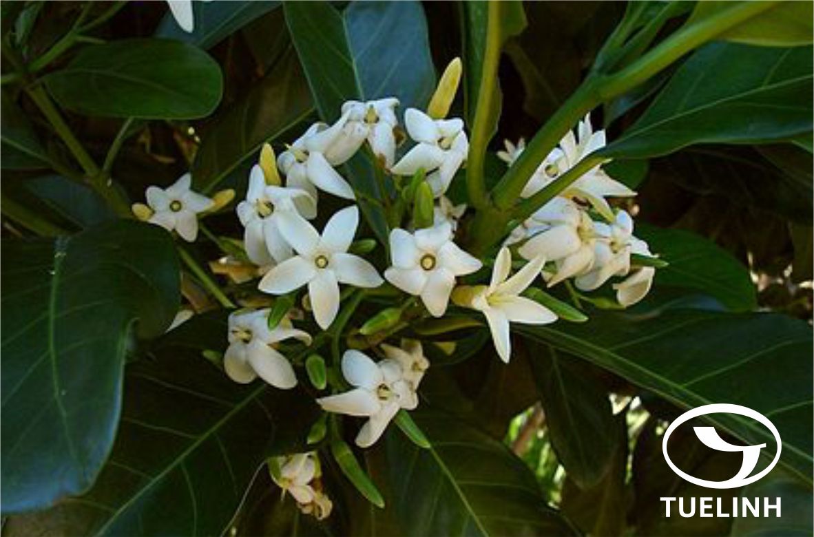 Kibatalia macrophylla (Pierre ex Hua) Woodson 1