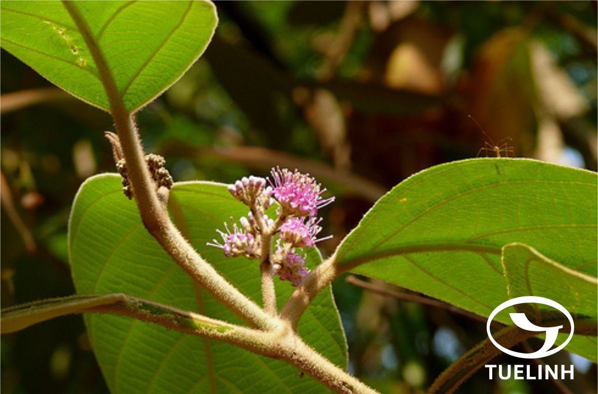 Callicarpa arborea Roxb. 1