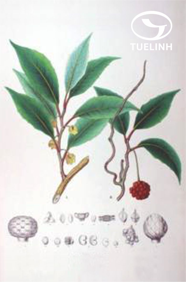 Kadsura verrucosa (Gagnep.) A.C.Sm. 1