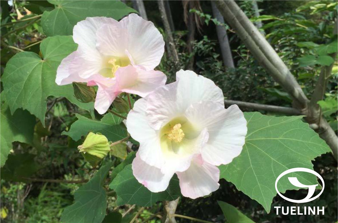 Hibiscus mutabilis L. 1