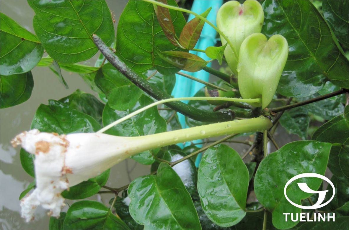 Dolichandrone spathacea (L.f.) Schum. 1