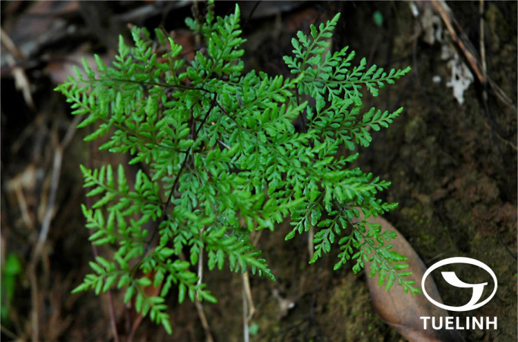Cheilanthes tenuifolia (Burm.f.) Sw. 1