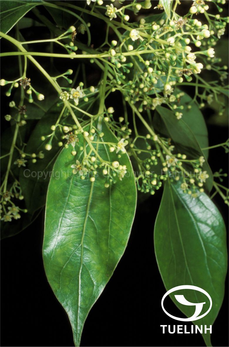 Cinnamomum burmanni f. heyneanum (Nees) H.W.Li 1