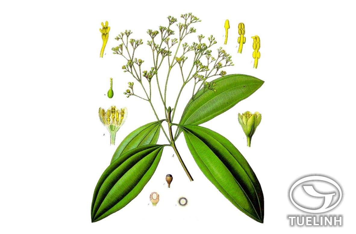 Cinnamomum cassia Presl 1