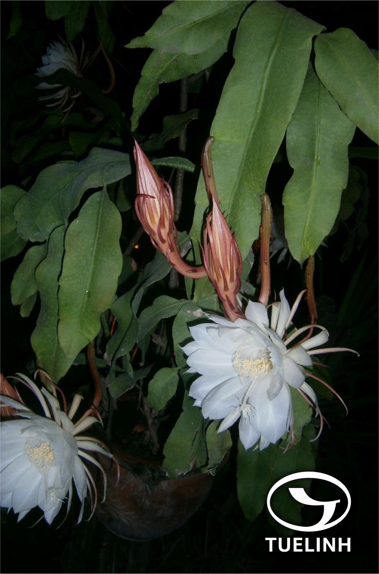 Epiphyllum oxypetalum (DC.) Haw 1 Epiphyllum oxypetalum (DC.) Haw 1