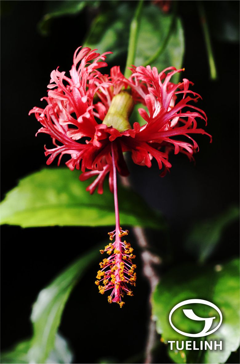Hibiscus schizopetalus (Mast.) Hook.f. 1