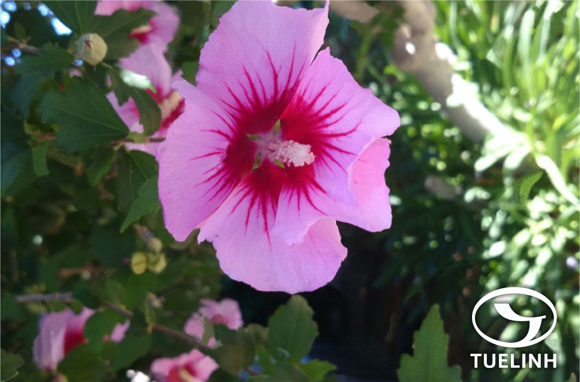 Hibiscus syriacus L. 1