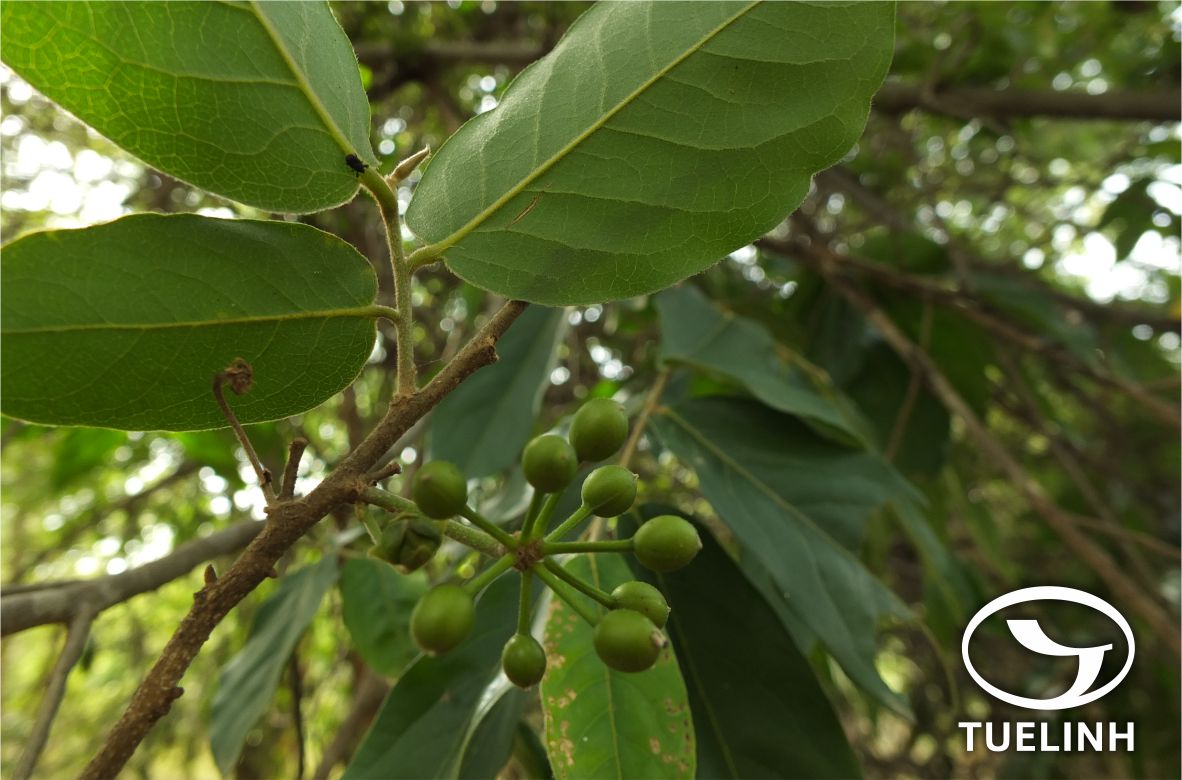 Polyalthia nemoralis DC. 1 Polyalthia nemoralis DC. 1