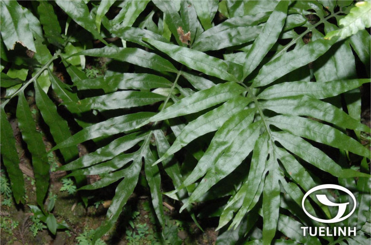 Colysis pothifolia (D.Don) C Presl var. pothifolia 1