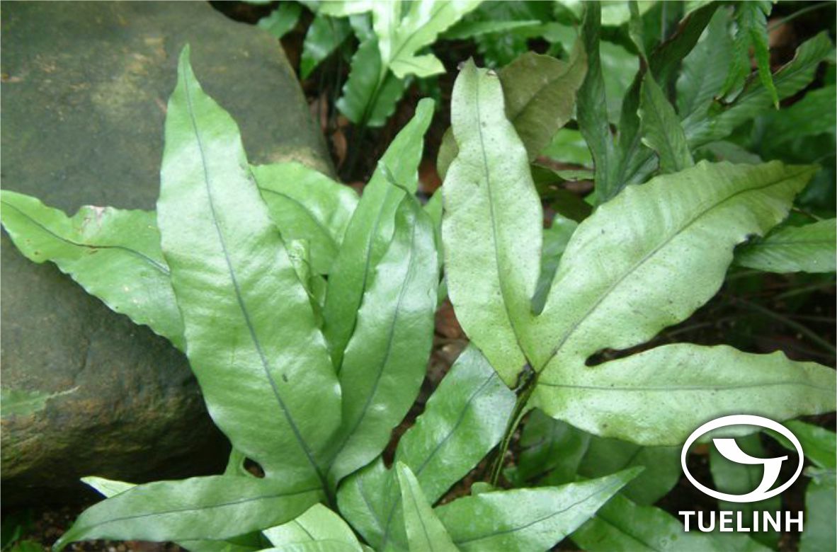 Colysis digitata (Bak.) Ching 1