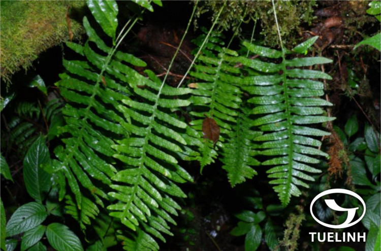 Goniophlebium amoenum (Mett.) Bedd. 1