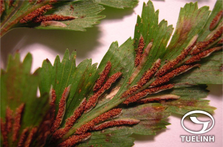 Asplenium polyodon G. Forst. 1 Asplenium polyodon G. Forst. 1