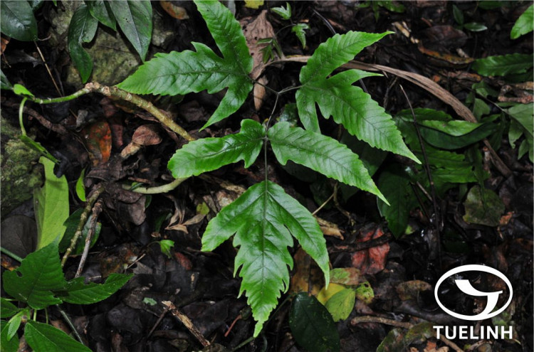 Tectaria subtriphylla (Hook. et Arn.) Copel. 1 Tectaria subtriphylla (Hook. et Arn.) Copel. 1