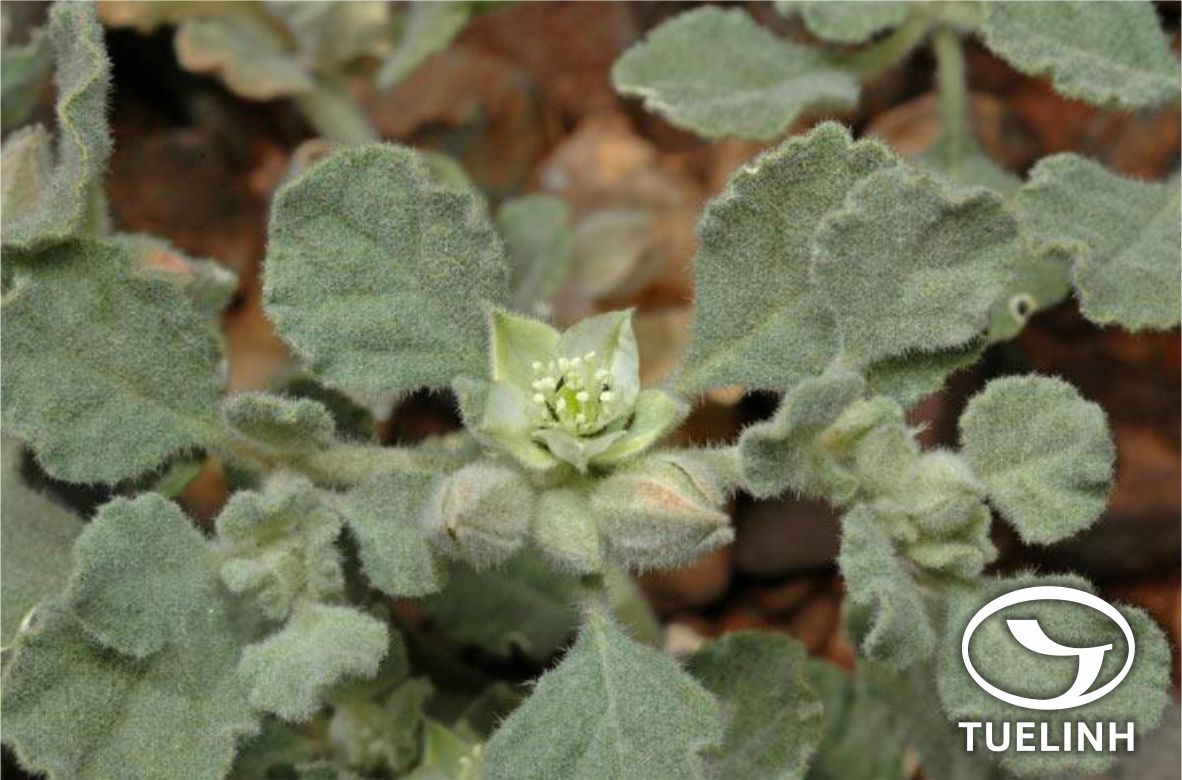 Glinus lotoides L. 1 Glinus lotoides L. 1