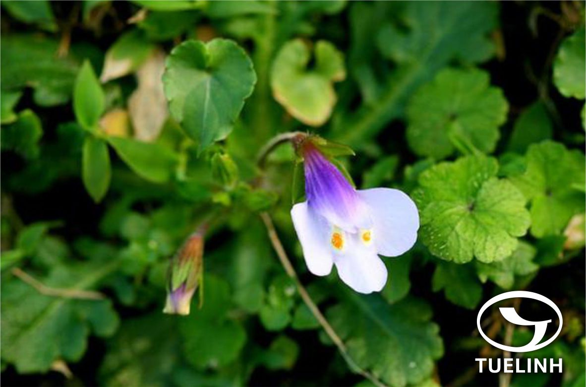 Mazus pumilus (Burm.f.) Steen. 1