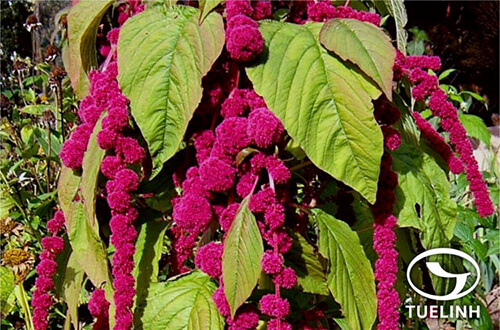 Amaranthus caudatus L. 1