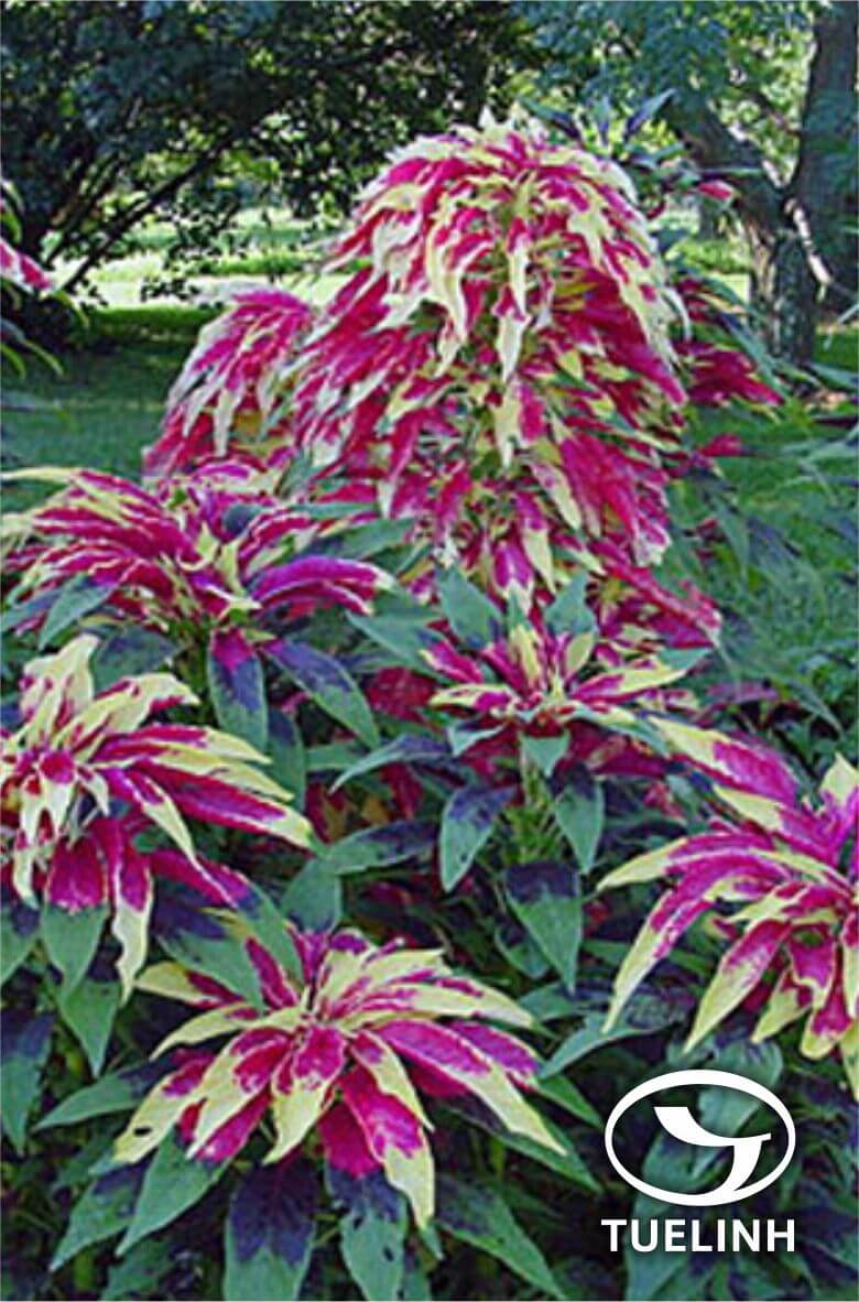 Amaranthus tricolor L. 1
