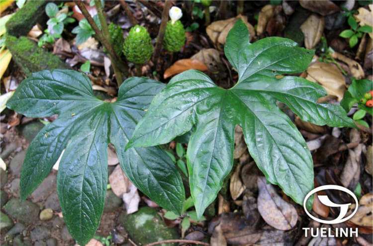 Tacca palmata Blume 1