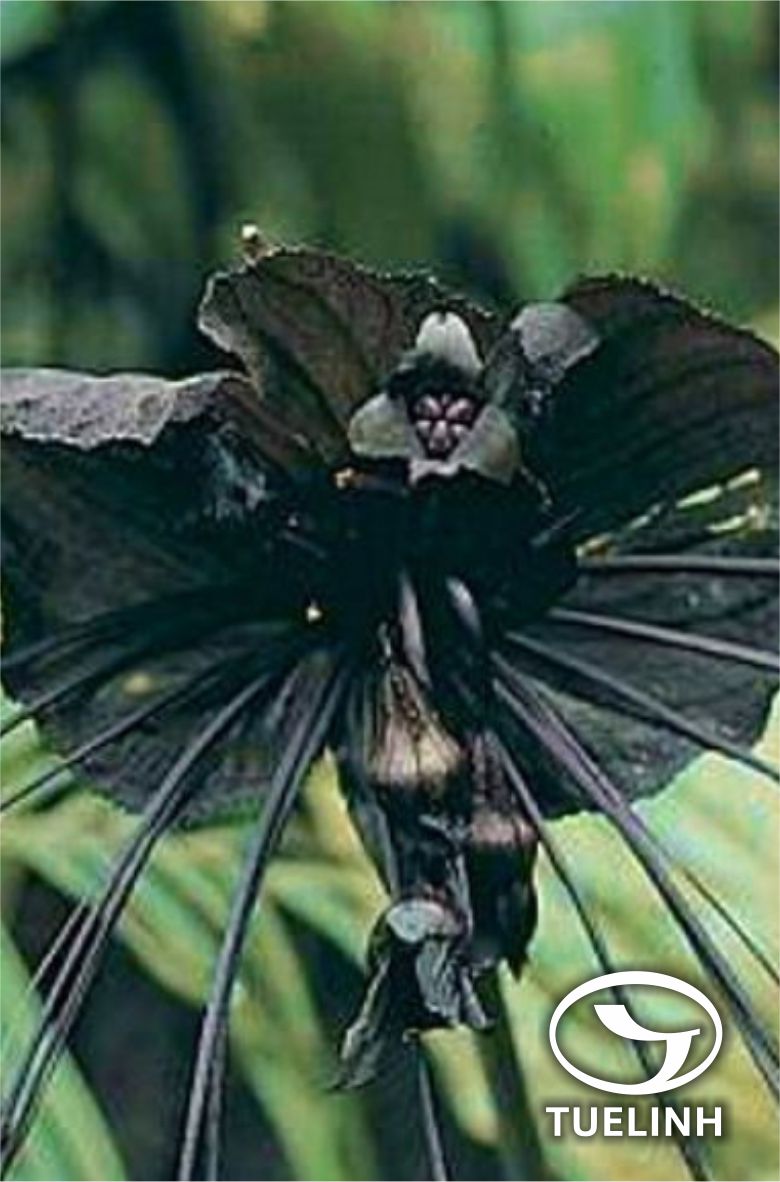 Tacca chantrieri Andre 1