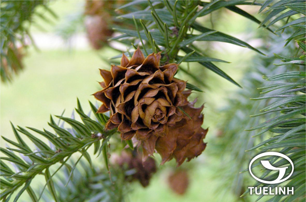 Cunninghamia lanceolata (Lamb.) Hook. 1