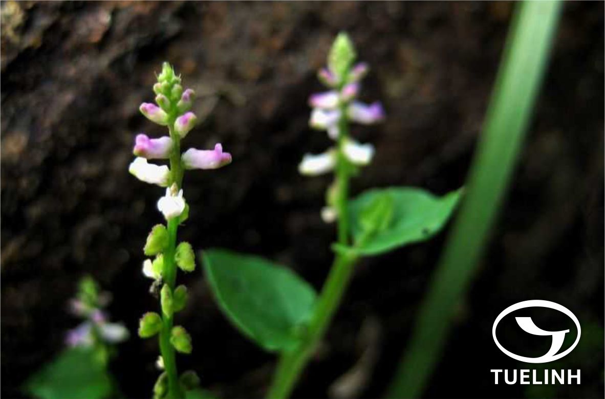 Salomonia cantoniensis Lour. 1 Salomonia cantoniensis Lour. 1