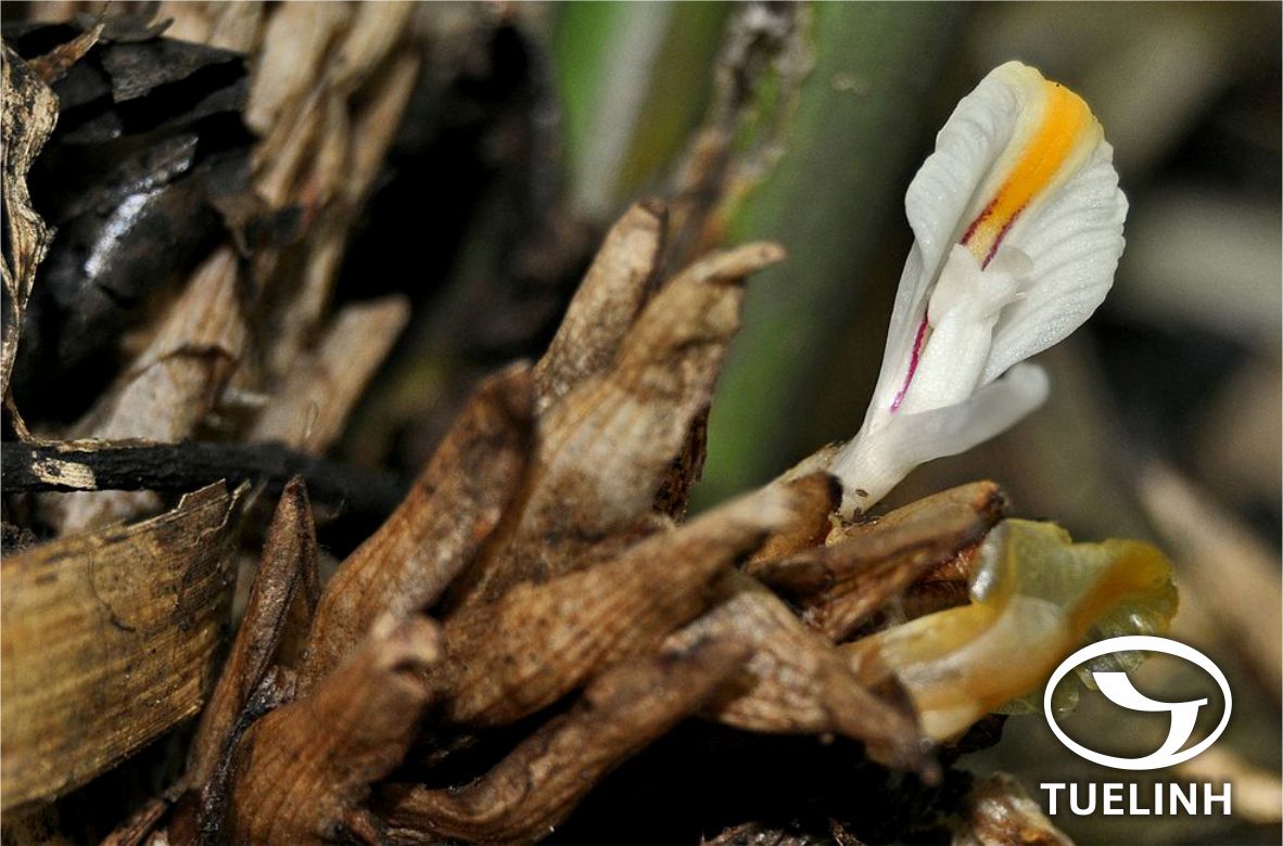 Amomum kwangsiense D. Fang & X.X. Chen 1