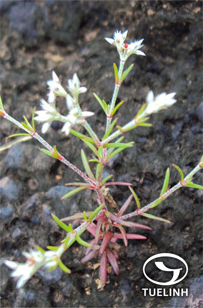 Polycarpaea corymbosa (L.) Lam. 1
