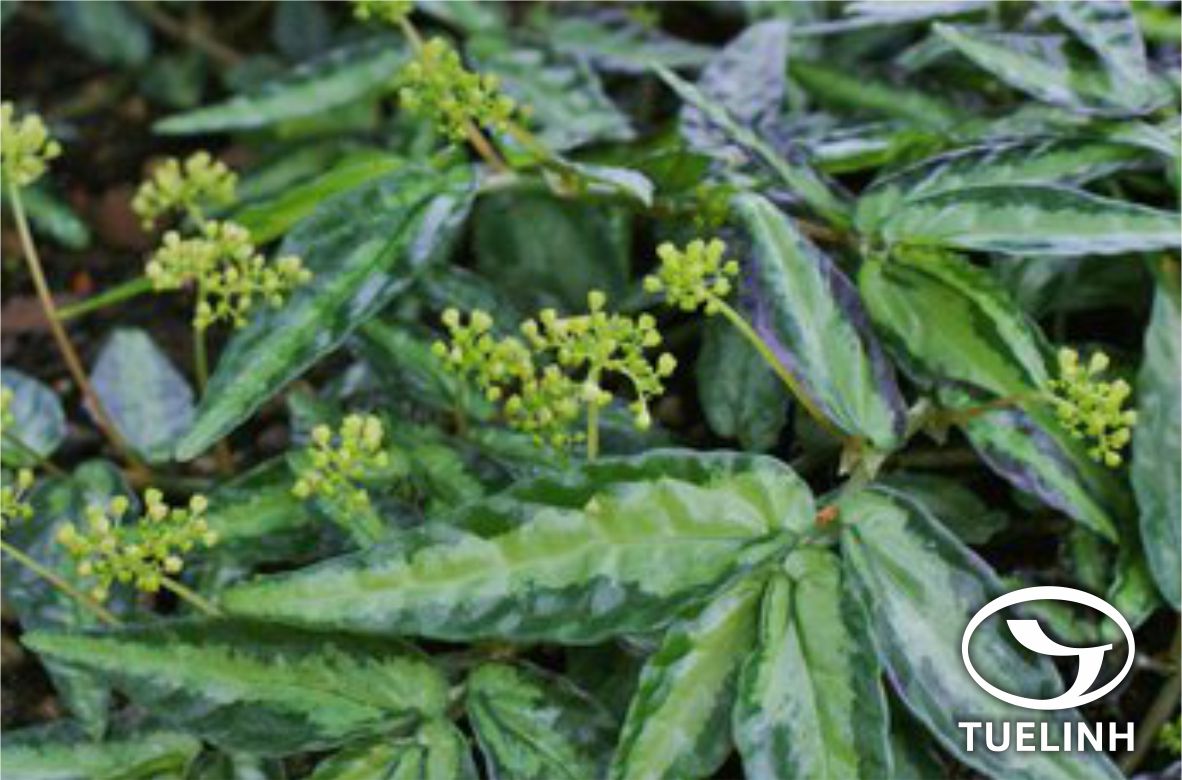 Pellionia repens (Lour.) Merr. 1