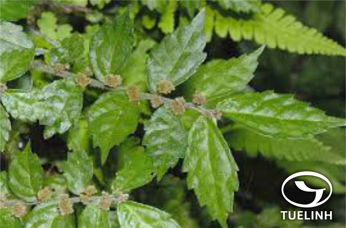 Pellionia scabra Benth. – Polychroa scabra (Benth.) Hu 1 Pellionia scabra Benth. – Polychroa scabra (Benth.) Hu 1