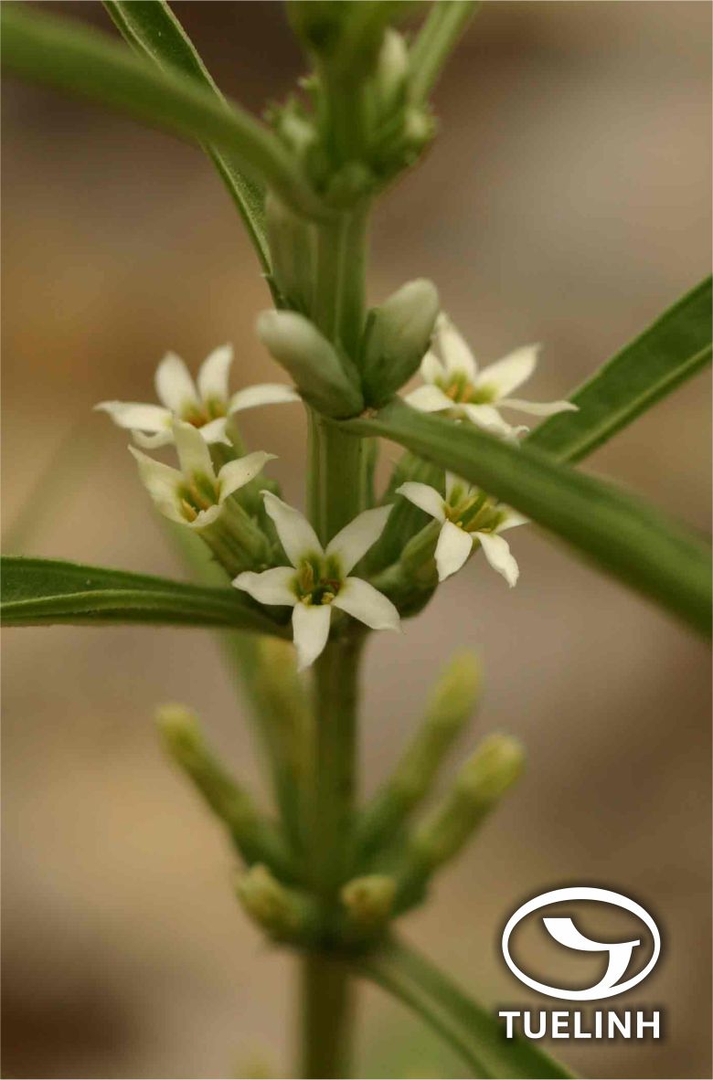 Enicostema axillare (Lam.) Raynal 1