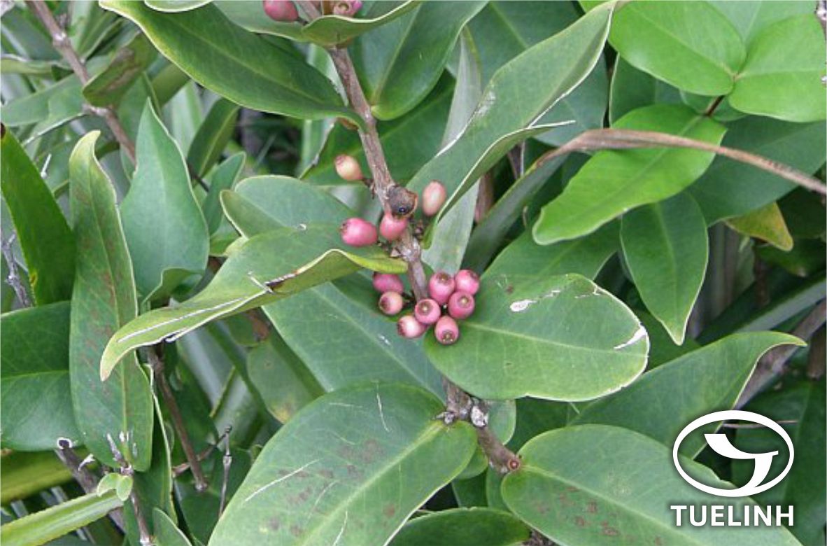 Memexylon caeruleum Jack 1