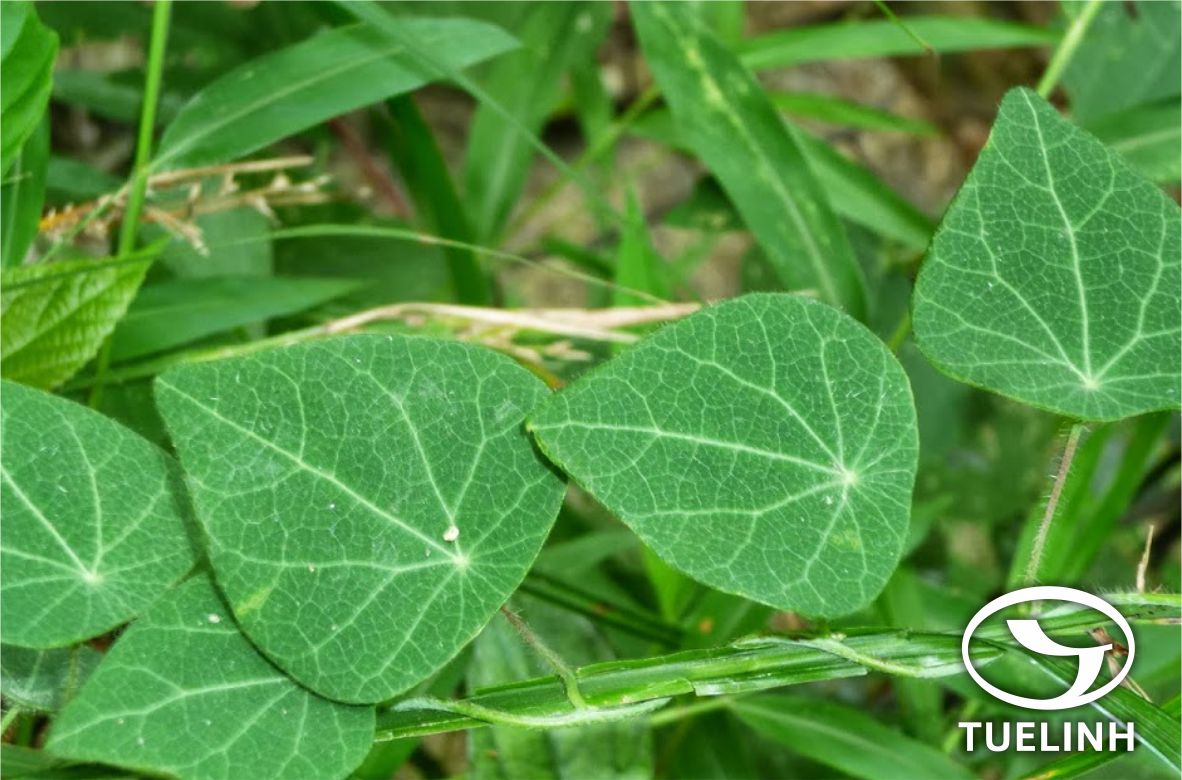 Cyclea tonkinensis Gagnep. 1 Cyclea tonkinensis Gagnep. 1