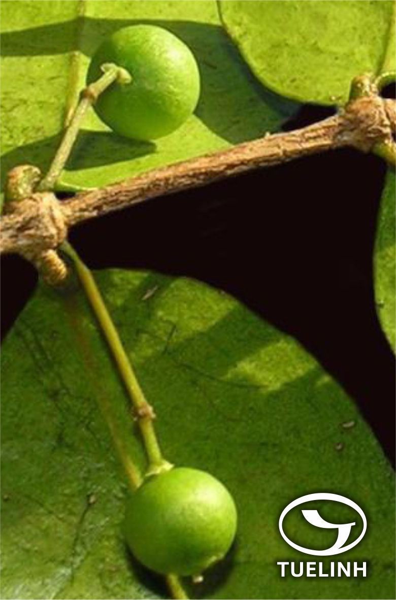 Memexylon ligustrinum Champ. ex Benth. et Hook. 1