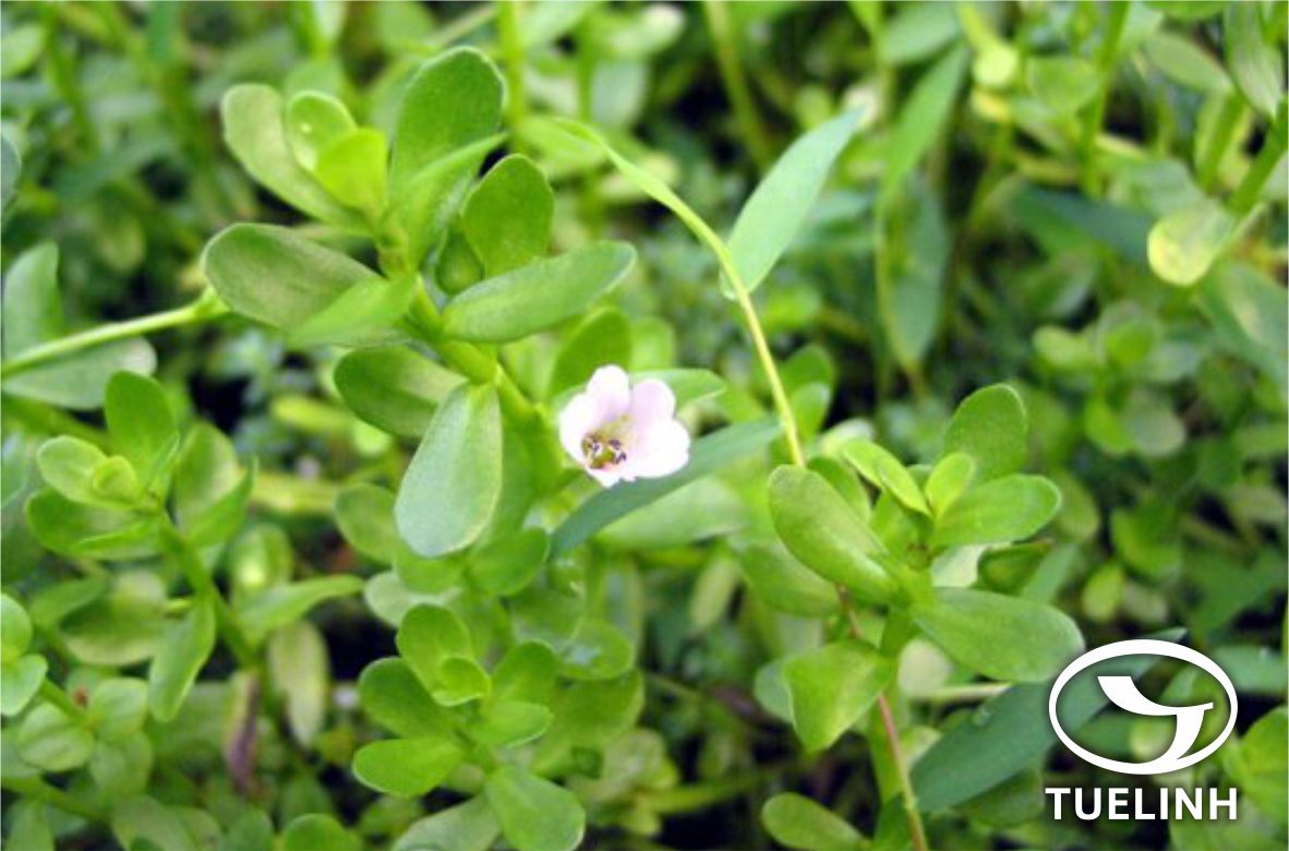 Bacopa monnieri (L.) Wettst. 1